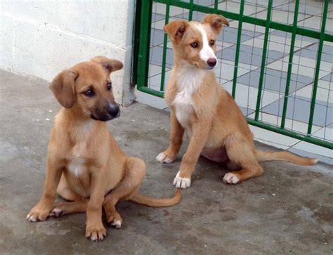 canile ponderano|Rifugio Animali Biella: DOVE SIAMO